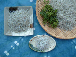 山椒が作れるセット